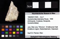 Foto (Objket + Etiketten) von Munitheites kuepperi (Fraaije et al., 2019) 